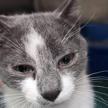Katniss K46558 -  Domestic Short Hair Cat for Adoption in Corsicana, Texas - Katniss K46558 | PetCurious