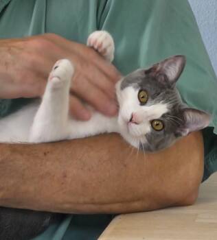 Button -  Domestic Short Hair Cat for Adoption in Ladonia, Texas - Button | PetCurious