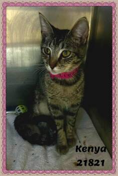 KENYA -  Domestic Short Hair and Tabby Cat for Adoption in Marietta, Georgia - KENYA | PetCurious