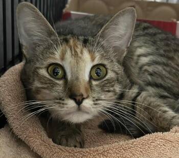 Rescue Domestic Short Hair Cats for Adoption in Westfield, Massachusetts - Rosa | PetCurious