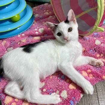 President Snow -  Domestic Short Hair Cat for Adoption in Cumming, Georgia - President Snow | PetCurious