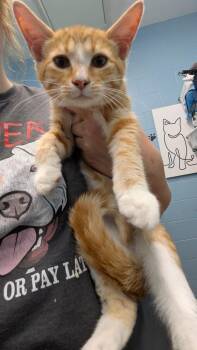 Nexus -  Domestic Short Hair Cat for Adoption in Evansville, Indiana - Nexus | PetCurious