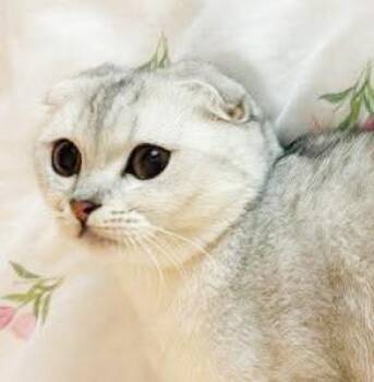 Scottish Fold Cats Available for Adoption in Bedford Hills, New York - Lucy Is An EXOTIC Baby LOVER - Scottish Fold EMERGENCY Doha Kitt | PetCurious