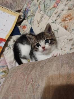 Tabby and Domestic Short Hair Cats Available for Adoption in Ocala, Florida - Tallon | PetCurious