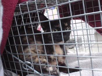 SMUSH -  Domestic Short Hair Cat for Adoption in Omaha, Nebraska - SMUSH | PetCurious
