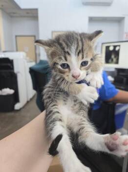 Rescue Domestic Short Hair Cats for Adoption in Dallas, Texas - MILAN | PetCurious