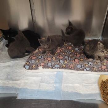 Sandwiches 1_2 -  Domestic Short Hair Cat for Adoption in Westminster, California - Sandwiches 1_2 | PetCurious