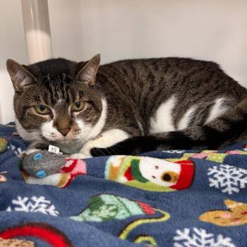Snickers -  Domestic Short Hair Cat for Adoption in Tampa, Florida - Snickers | PetCurious