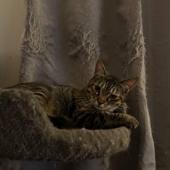 Eleanor -  Domestic Short Hair Cat for Adoption in Missoula, Montana - Eleanor | PetCurious