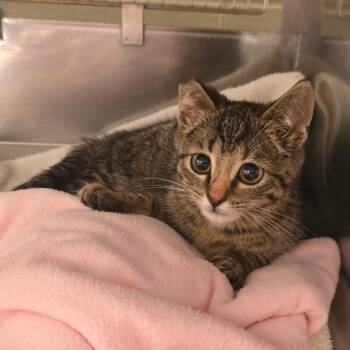 Harper -  Domestic Short Hair Cat for Adoption in Bristol, Indiana - Harper | PetCurious