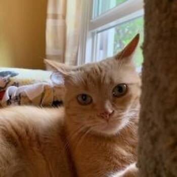 Rescue Domestic Short Hair Cats for Adoption in Sterling, Virginia - Pecosita | PetCurious