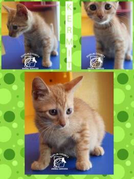 Kermit -  American Shorthair and Domestic Short Hair Cat for Adoption in Kenansville, North Carolina - Kermit | PetCurious
