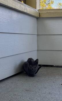 Rescue Domestic Short Hair Cats for Adoption in Franklin, Indiana - Reggie | PetCurious