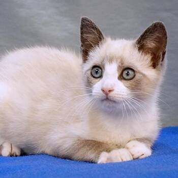 Seamus -  Siamese Cat for Adoption in Maynardville, Tennessee - Seamus | PetCurious