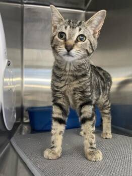 Rescue Tabby Cats for Adoption - Selena CM 7/25 | PetCurious
