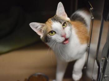 Wedderburn -  Domestic Short Hair Cat for Adoption in Portland, Oregon - Wedderburn | PetCurious