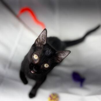 Shade -  Domestic Short Hair Cat for Adoption in Morristown, Vermont - Shade | PetCurious