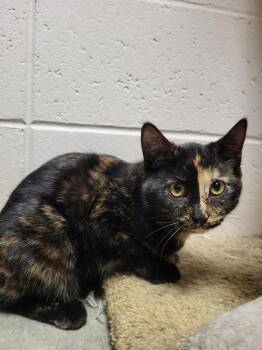 Rescue Domestic Short Hair Cats for Adoption in Chilton, Wisconsin - Pumpkin | PetCurious