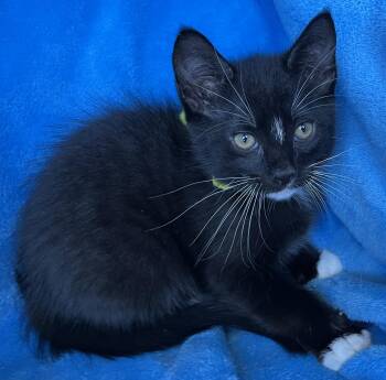 Rufio -  Tuxedo Cat for Adoption in Hood River, Oregon - Rufio | PetCurious