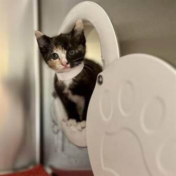 TOAD -  Domestic Short Hair Cat for Adoption in Riverside, California - TOAD | PetCurious