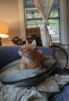 Bisquick -  Domestic Short Hair Cat for Adoption in Atlanta, Georgia - Bisquick | PetCurious