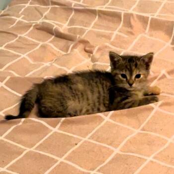 Evelyn -  Domestic Short Hair Cat for Adoption in Michigan City, Indiana - Evelyn | PetCurious