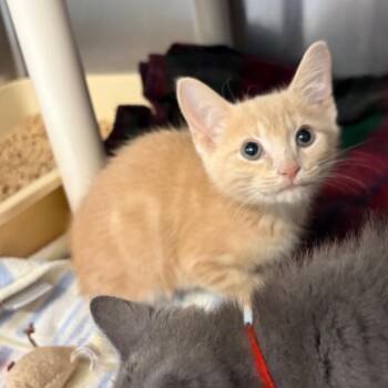 Upside-Down Catfish -  Domestic Short Hair Cat for Adoption in Mentor, Ohio - Upside-Down Catfish | PetCurious