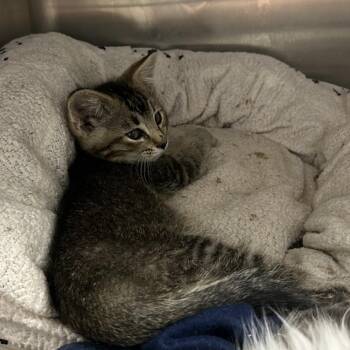 Jordan -  Domestic Short Hair Cat for Adoption in Salt Lake City, Utah - Jordan | PetCurious