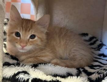 CHOWDER -  Domestic Short Hair Cat for Adoption in Santa Clara, California - CHOWDER | PetCurious