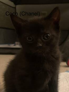 Coco(Chanel) -  Domestic Short Hair Cat for Adoption in Ruther Glen, Virginia - Coco(Chanel) | PetCurious