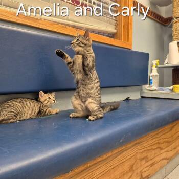 Carly & Amelia -  Domestic Short Hair Cat for Adoption in Buffalo, New York - Carly & Amelia | PetCurious