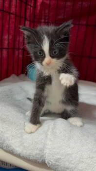 Rescue Tuxedo Cats for Adoption in Lovingston, Virginia - Diesel | PetCurious