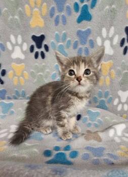 Bella -  Domestic Short Hair Cat for Adoption in Wabash, Indiana - Bella | PetCurious