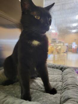 Hope -  Domestic Short Hair Cat for Adoption in Lorain, Ohio - Hope | PetCurious