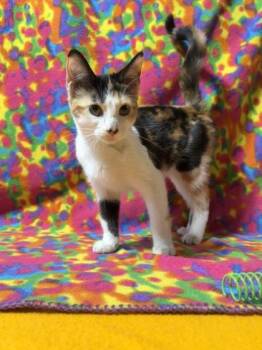 Gertrude -  Domestic Short Hair Cat for Adoption in Burlington, Wisconsin - Gertrude | PetCurious