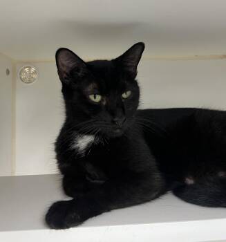 Greta -  Domestic Short Hair Cat for Adoption in Reisterstown, Maryland - Greta | PetCurious