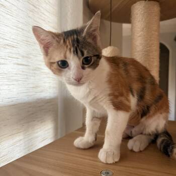 Elisheba OR14403-T -  Domestic Short Hair Cat for Adoption in Missouri City, Texas - Elisheba OR14403-T | PetCurious