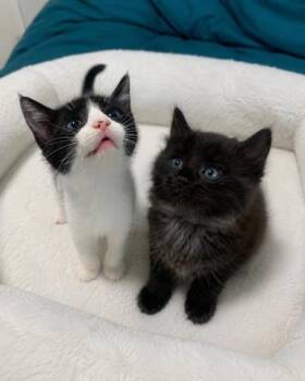 Ulises & Athena BONDED -  Domestic Long Hair and Maine Coon Cat for Adoption in Boca Raton, Florida - Ulises & Athena BONDED | PetCurious