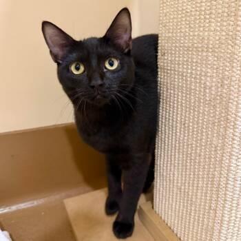 Jewel -  Domestic Short Hair Cat for Adoption in Agoura Hills, California - Jewel | PetCurious