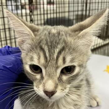 Sunny -  Domestic Short Hair Cat for Adoption in Las Cruces, New Mexico - Sunny | PetCurious