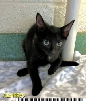 AELIN -  Domestic Medium Hair Cat for Adoption in West Palm Beach, Florida - AELIN | PetCurious