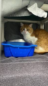 Guppy -  Domestic Short Hair Cat for Adoption in Montreal, Quebec - Guppy | PetCurious