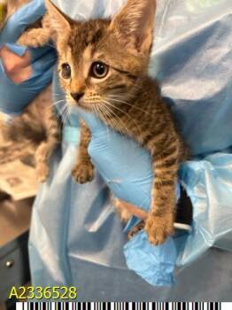 MEOWSCARDA -  Domestic Short Hair Cat for Adoption in West Palm Beach, Florida - MEOWSCARDA | PetCurious