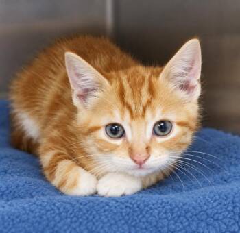 Spice -  Domestic Short Hair Cat for Adoption in Lafayette, Louisiana - Spice | PetCurious