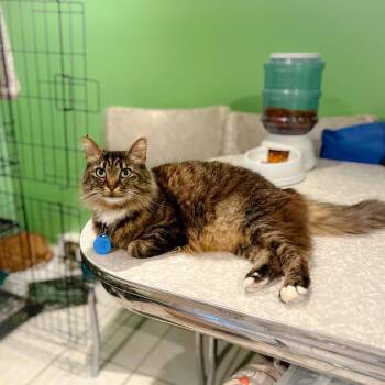 Louisa May Alcott -  Tabby Cat for Adoption in Philadelphia, Pennsylvania - Louisa May Alcott | PetCurious