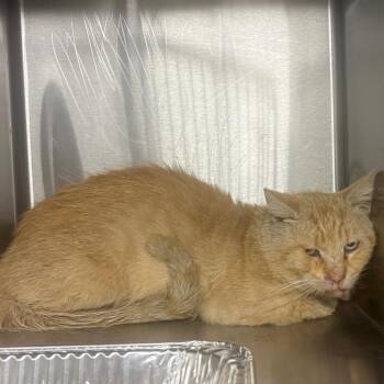 IVHS-Stray-140377 -  Domestic Short Hair Cat for Adoption in San Gabriel, California - IVHS-Stray-140377 | PetCurious