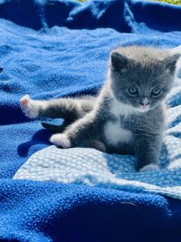 American Curl Cats Available for Adoption in Richmond, Kentucky - Mojito | PetCurious