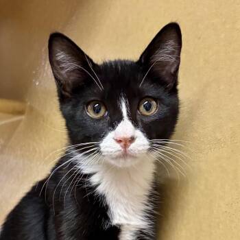 Lover Boy -  Domestic Short Hair Cat for Adoption in Sonora, California - Lover Boy | PetCurious