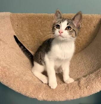 Betsy -  Domestic Short Hair Cat for Adoption in Andover, Minnesota - Betsy | PetCurious