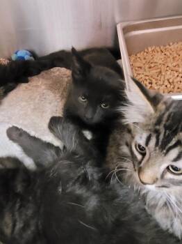 Pebble -  Domestic Short Hair Cat for Adoption in Logan, Utah - Pebble | PetCurious